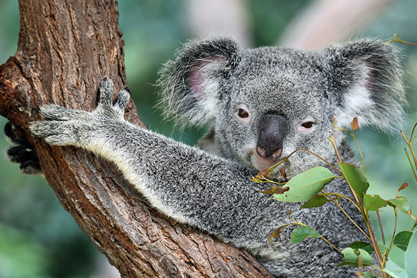 Koala